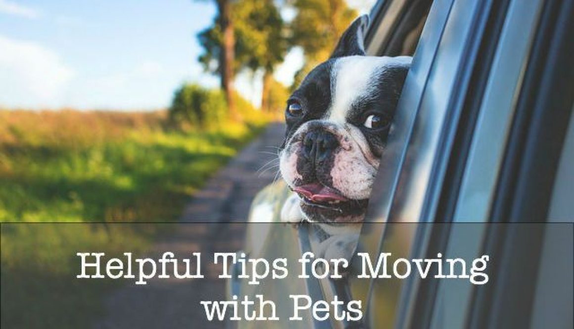 Helpful Tips for Moving with Pets